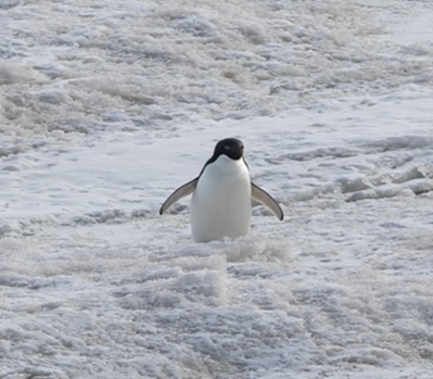 An Adelie penguin in an Antarctic snowfield.